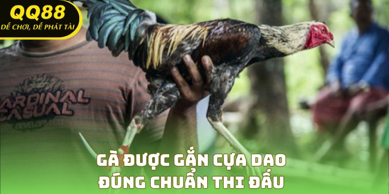 Gà được gắn cựa dao đúng chuẩn thi đấu